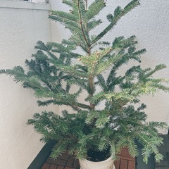 もみの木　観葉植物の画像