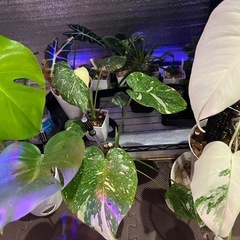 観葉植物の画像