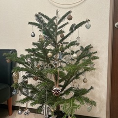 もみの木　観葉植物の画像