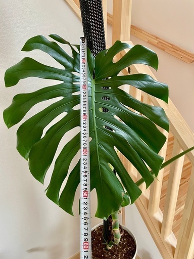観葉植物　迫力あるモンステラ【新芽展開中】