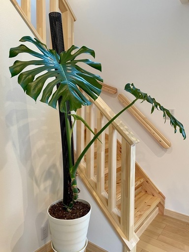 観葉植物　迫力あるモンステラ【新芽展開中】