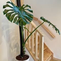 観葉植物　迫力あるモンステラ【新芽展開中】
