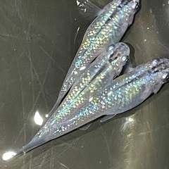ネプチューンメダカ10匹