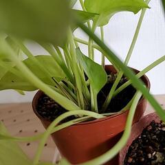 観葉植物 シンゴニウム ネオン ポトス ライムカラー ワンコイン 鉢植え 植木 植物の画像