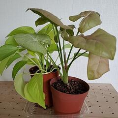 観葉植物 シンゴニウム ネオン ポトス ライムカラー ワンコイン 鉢植え 植木 植物の画像