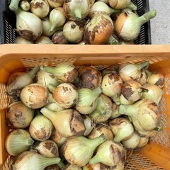 新玉ねぎ 第2弾