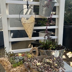 リメ缶　アイスコーン　多肉　観葉植物　ガーデニング　草花　ハンギング　インテリア　の画像