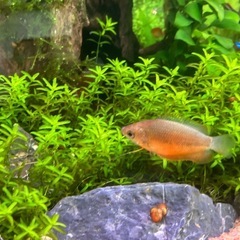 【熱帯魚】レッドハニーグラミー