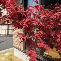 カエデ　地植え(鉢植えのカエデおまけ付き)の画像