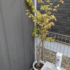 カエデ　地植え(鉢植えのカエデおまけ付き)の画像