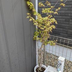 カエデ　地植え(鉢植えのカエデおまけ付き)の画像