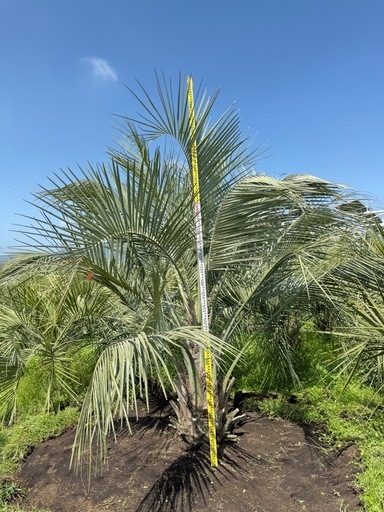 良質  ココスヤシ超シルバーリーフ 【配送・植え込み対応OK！引き取り その他観葉植物