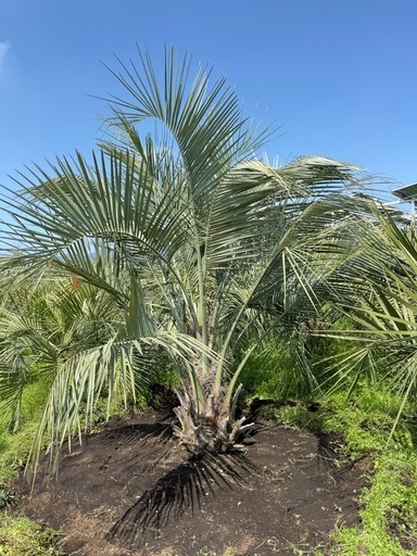 ココスヤシ超シルバーリーフ 【配送・植え込み対応OK！引き取り
