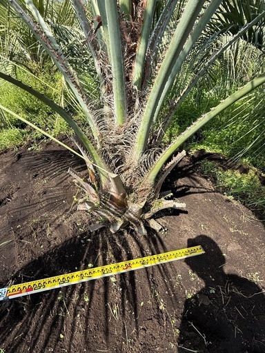 ココスヤシ超シルバーリーフ 【配送・植え込み対応OK!引き取り ココスヤシ超シルバーリーフ 【配送・植え込み対応OK!引き取り
