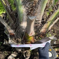 ココスヤシ超シルバーリーフ 【配送・植え込み対応OK!引き取り ココスヤシ超シルバーリーフ 【配送・植え込み対応OK!引き取り