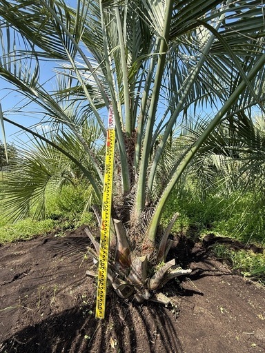 ココスヤシ超シルバーリーフ 【配送・植え込み対応OK！引き取り