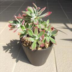 多肉植物　鉢植え　ハムシー