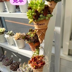 リメ缶　アイスコーン　多肉　観葉植物　ガーデニング　草花　ハンギング　インテリアの画像