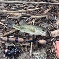 バス釣り