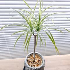 ◼️ドラセナコンシンネ◼️ホワイボリー　観葉植物
