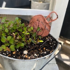 ガーデンピック　リメ缶　多肉　観葉植物　ガーデニング　草花　ハンギング　インテリアの画像
