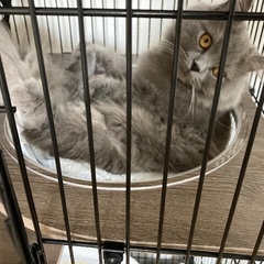 美品　ペット用ケージ(2段)の画像