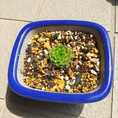 多肉植物　レンゲの仲間