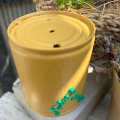 リメ缶　グリーンネックレス　多肉　観葉植物　ガーデニング　草花　ハンギング　インテリアの画像