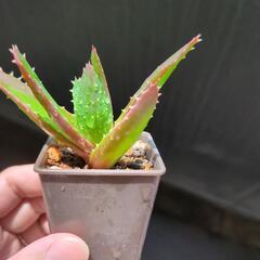 アロエ 不夜城