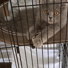 美品　ペット用ケージ(2段)の画像