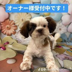 ママ♥️シーズーパパ、チワワMIXちゃん🐶男の子🐶