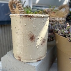リメ缶　多肉　観葉植物　ガーデニング　草花　ハンギング　インテリアの画像