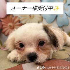 ママ♥️シーズ、パパ、チワワMIXちゃん🐶女の子❤