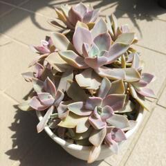 多肉植物　鉢植え　デビーの仲間