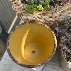リメ鉢　多肉　観葉植物　ガーデニング　草花　ハンギング　インテリアの画像