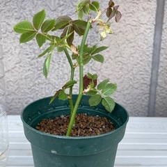 つるバラ　挿木苗　２本
の画像