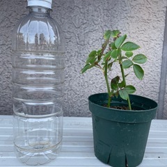 つるバラ　挿木苗　２本
の画像