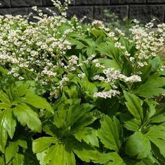 タンチョウソウの画像