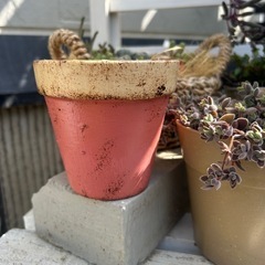 リメ鉢　多肉　観葉植物　ガーデニング　草花　ハンギング　インテリアの画像