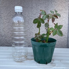 決まりました　　つるバラ 挿木苗　３本の画像