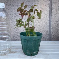 決まりました　　つるバラ 挿木苗　３本の画像