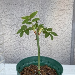 決まりました　ピンク　つるバラ挿木苗の画像