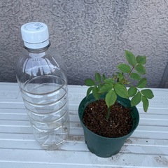 決まりました　ピンク　つるバラ挿木苗の画像