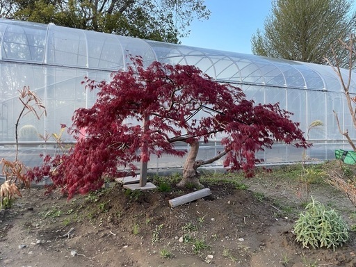 【誠実】 枝垂れ紅葉植木植物庭木シンボルツリー (bess) 豊田町のその他の 落葉樹