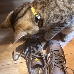 猫が脱走しました。