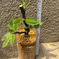 無花果　いちじく挿し木苗　無農薬　果樹　苗木