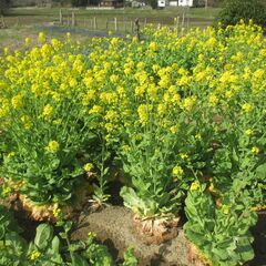 お話し中です。白菜の白菜の「とう」　沢山ありますの画像
