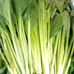 水曜特売🉐✨️小松菜２０㌔🥬安すぎ？あれ？もともといくらなの？の画像