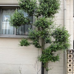 オリーブの木
