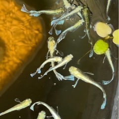 極上個体　メダカ　エメキン　マリアージュキッシングワイドフィンエメラルドフィンの画像